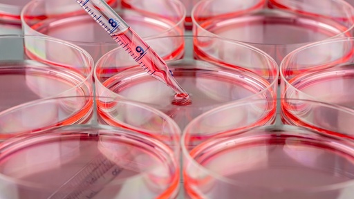 [SK-STEM-176] Human Embryonic Stem Cell H1